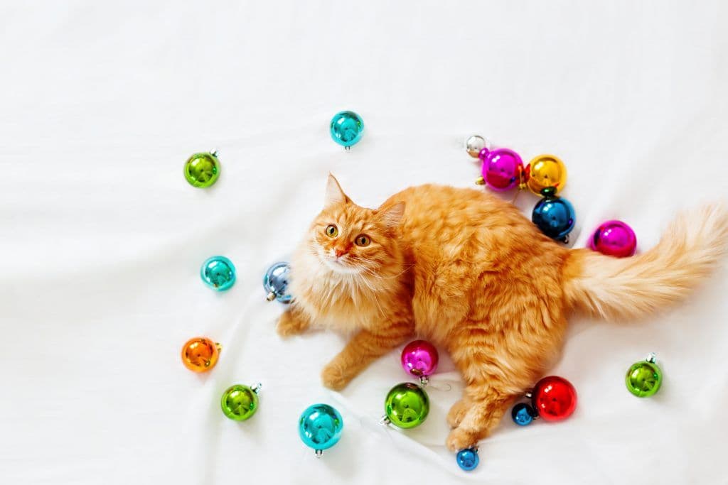 Pet Friendly Interior Ideas - Home Decorations