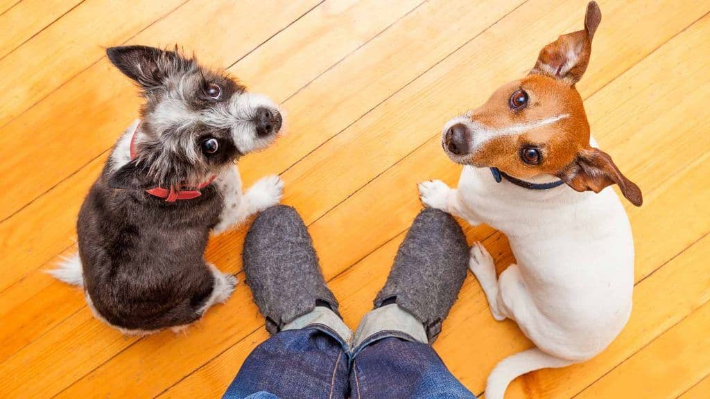 Pet Friendly Interior Ideas - Hardwood FLooring