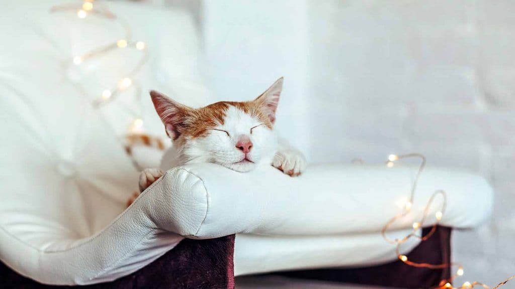 Pet Friendly Interior Fabric